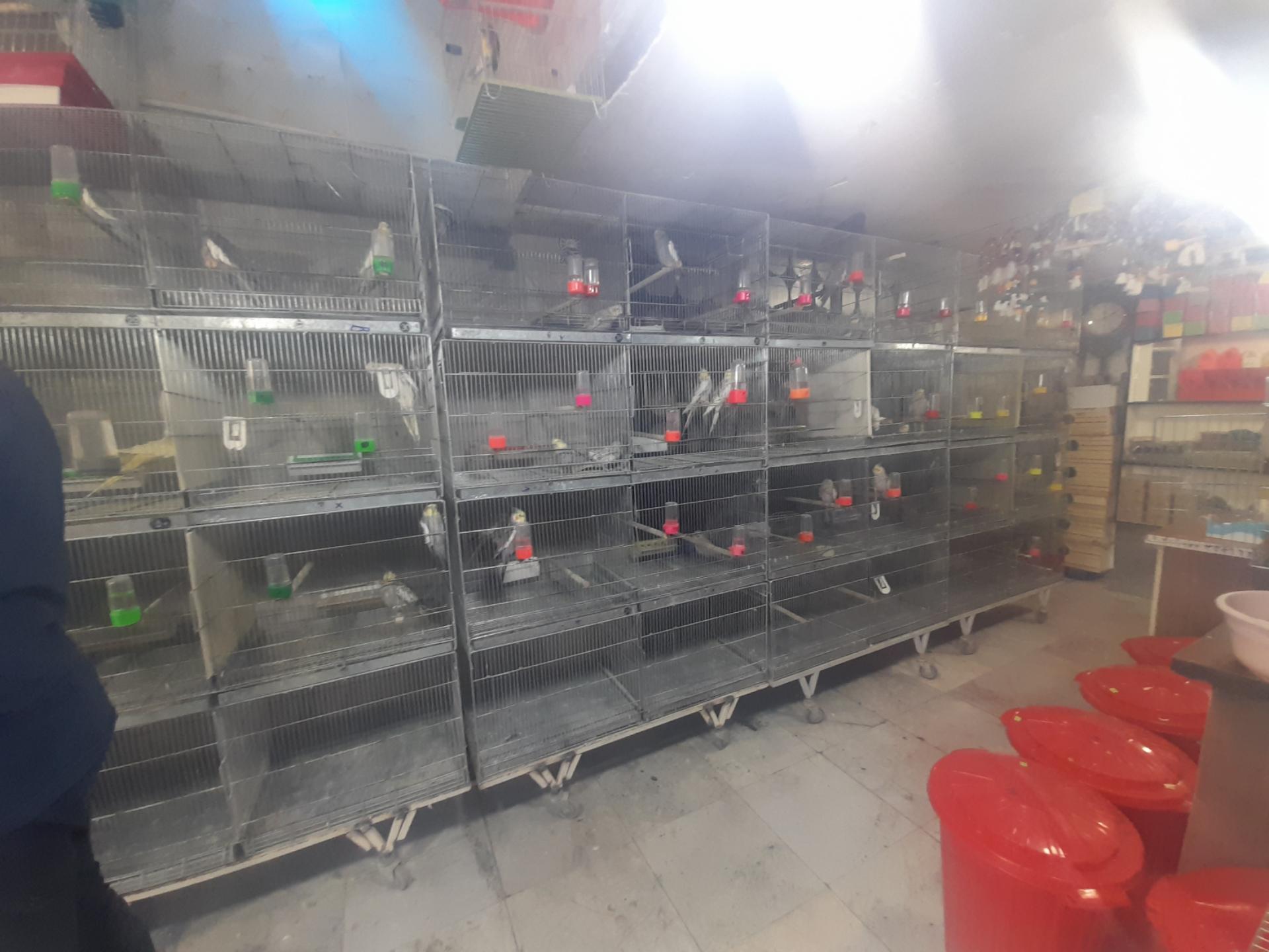 عکس فروشگاه شهر پرنده  لوتینو