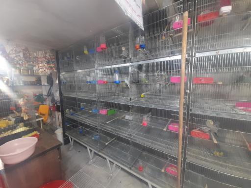 عکس فروشگاه شهر پرنده  لوتینو