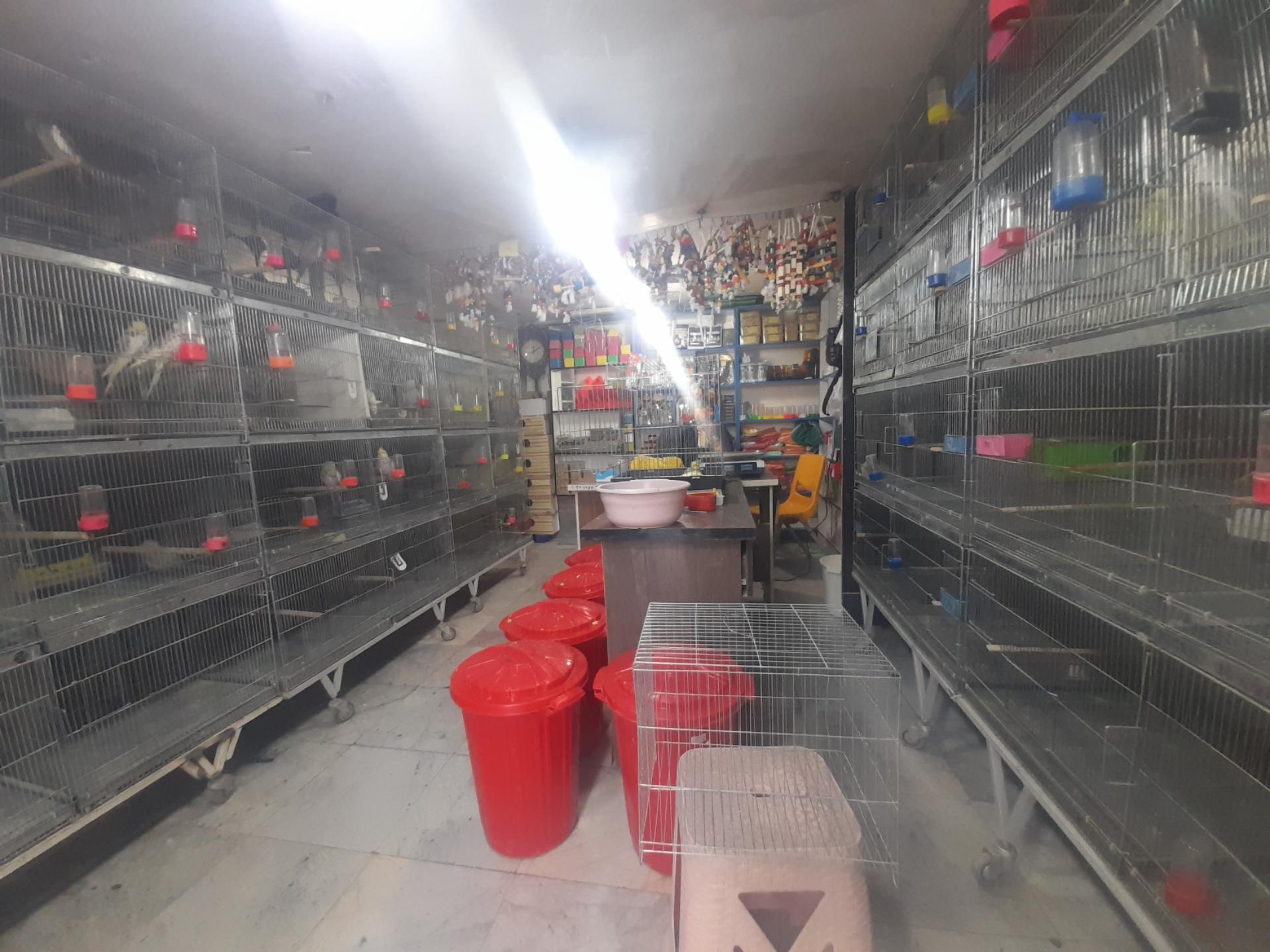 عکس فروشگاه شهر پرنده  لوتینو