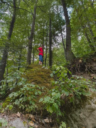 عکس جنگل عباس آباد