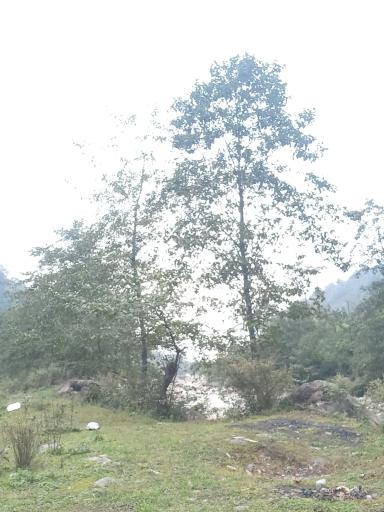 عکس جنگل عباس آباد