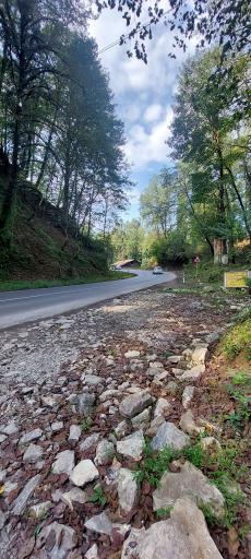 عکس جنگل عباس آباد