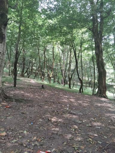 عکس جنگل عباس آباد