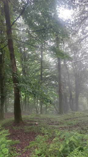 عکس جنگل عباس آباد