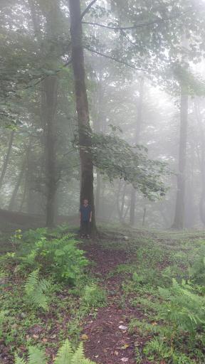 عکس جنگل عباس آباد