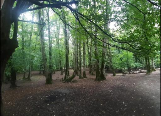 عکس جنگل عباس آباد