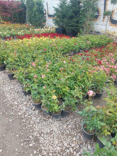 عکس گلسرا اترک