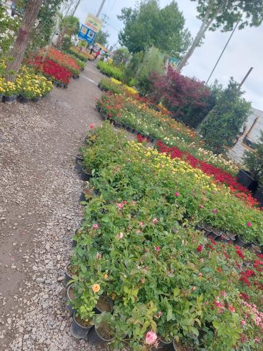 عکس گلسرا اترک