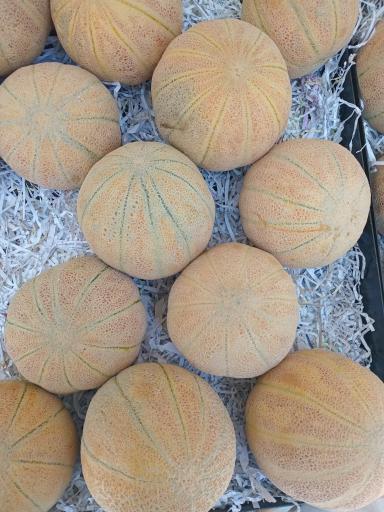 عکس بازار بزرگ میوه و تره بار میگون