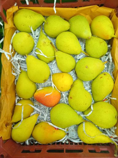 عکس بازار بزرگ میوه و تره بار میگون