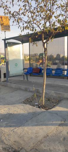 عکس شهید هاشمی‌نژاد