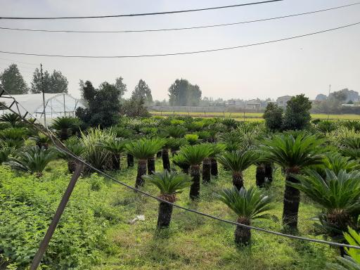 عکس گلخانه ایزدی فر