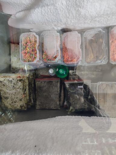 عکس سبزیجات آماده گل ریحان