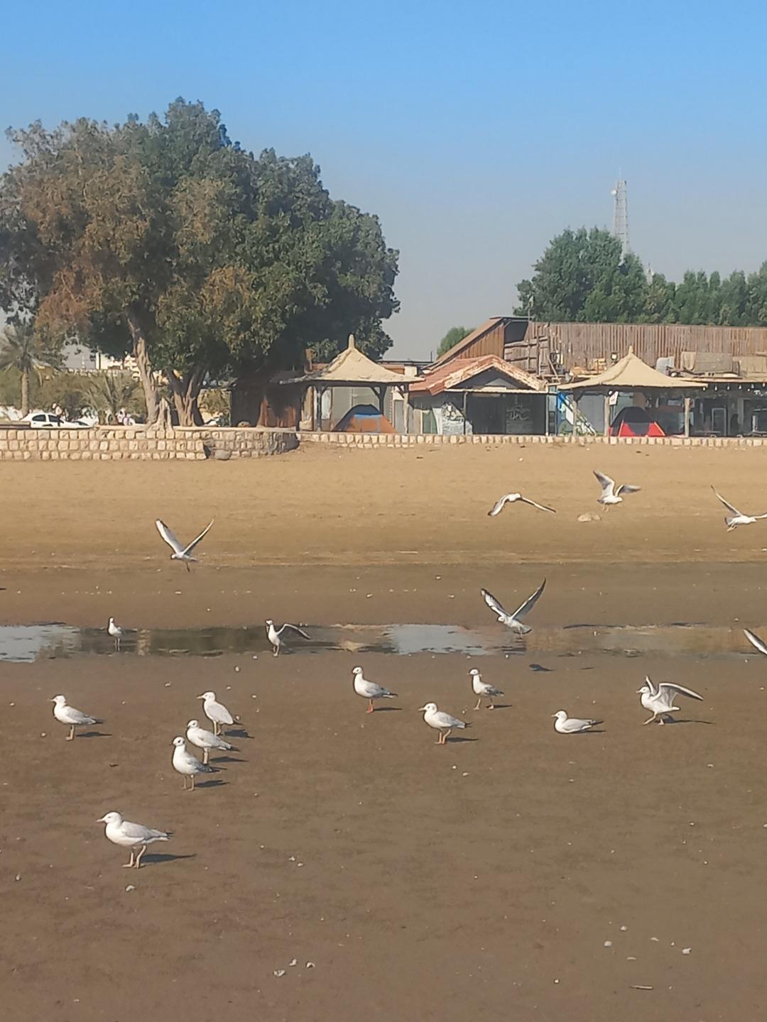 عکس پارک ساحلی بندر عباس 