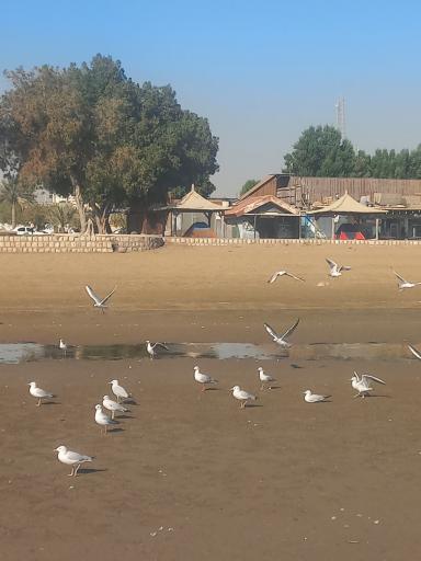 عکس پارک ساحلی بندر عباس 