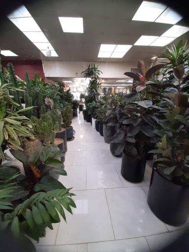 عکس پخش گل لاله طلایی(golden tulip)