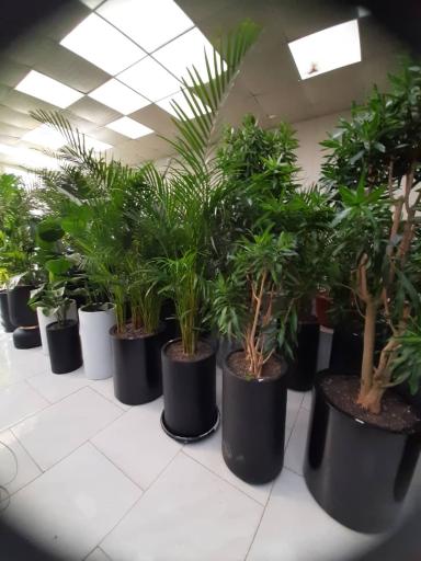 عکس پخش گل لاله طلایی(golden tulip)