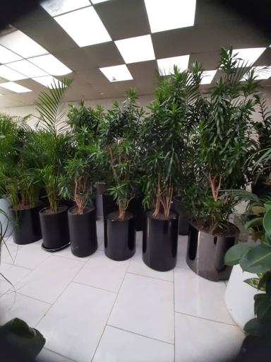 عکس پخش گل لاله طلایی(golden tulip)