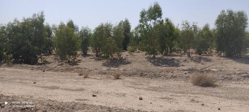 عکس پارک جنگلی خزاق 