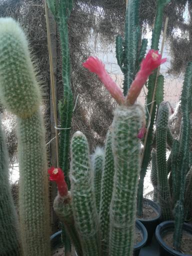 عکس گلخانه مادر