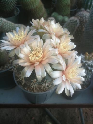 عکس گلخانه مادر