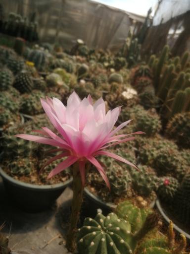 عکس گلخانه مادر