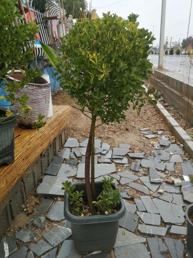 عکس گلخانه مادر