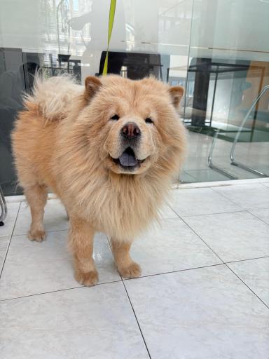 عکس درمانگاه دامپزشکی های پت