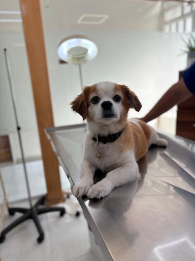عکس درمانگاه دامپزشکی های پت