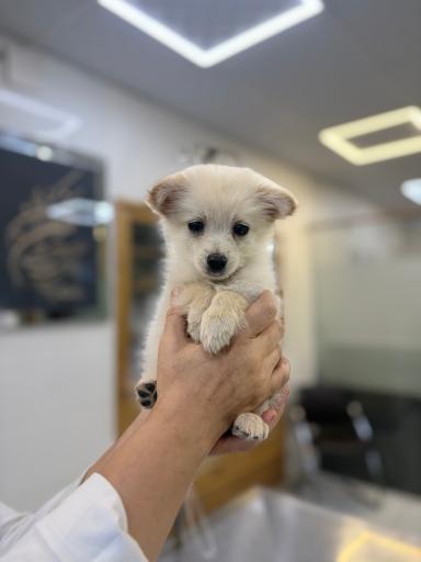 عکس درمانگاه دامپزشکی های پت