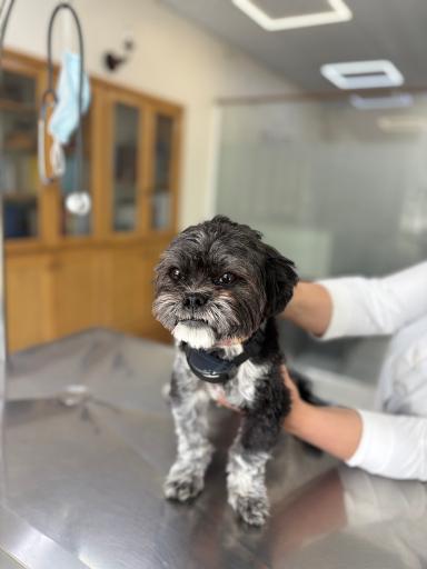 عکس درمانگاه دامپزشکی های پت