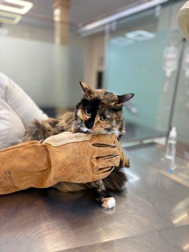 عکس درمانگاه دامپزشکی های پت