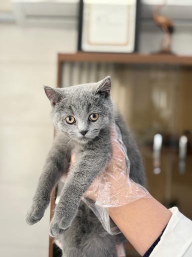 عکس درمانگاه دامپزشکی های پت