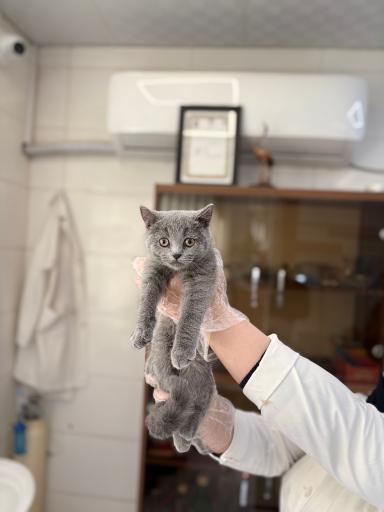 عکس درمانگاه دامپزشکی های پت