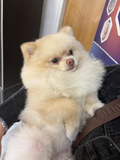 عکس درمانگاه دامپزشکی های پت