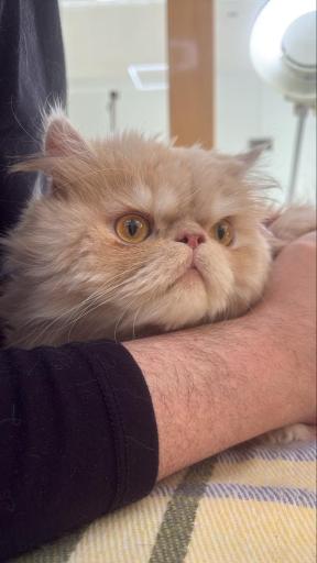 عکس درمانگاه دامپزشکی های پت