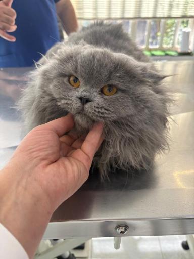 عکس درمانگاه دامپزشکی های پت