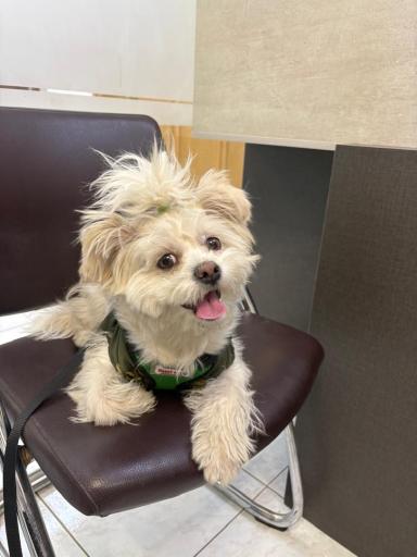 درمانگاه دامپزشکی های پت