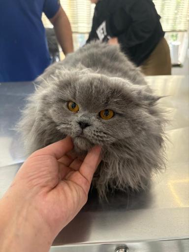 عکس درمانگاه دامپزشکی های پت