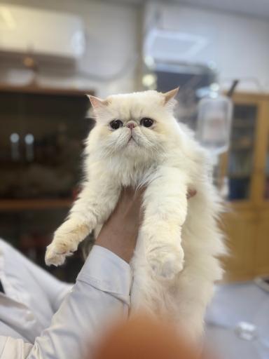 درمانگاه دامپزشکی های پت