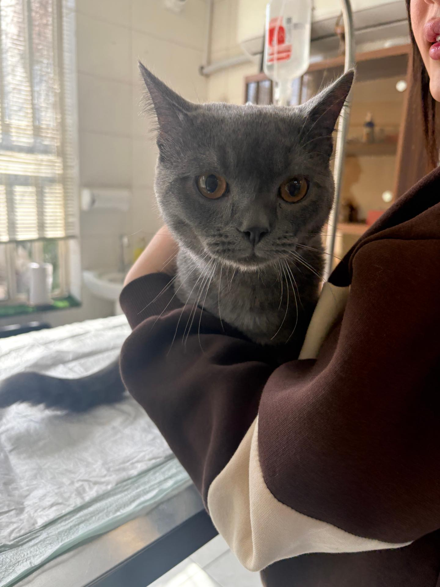 عکس درمانگاه دامپزشکی های پت