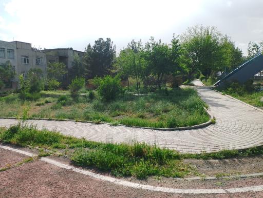 عکس بوستان لاله و لادن زیبا دشت