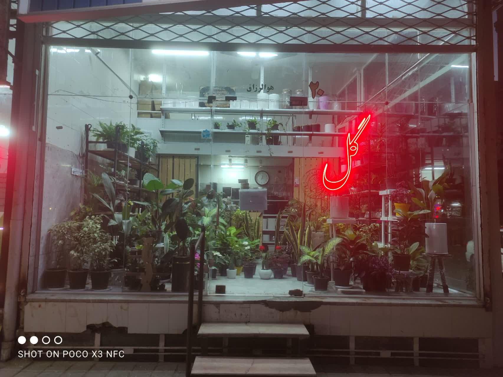 عکس گل آلما