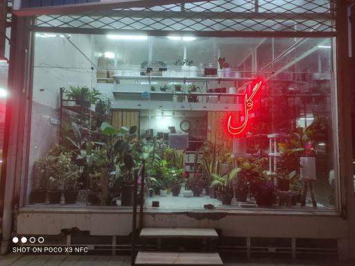 عکس گل آلما