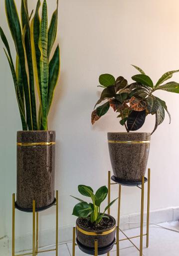 عکس گل آلما