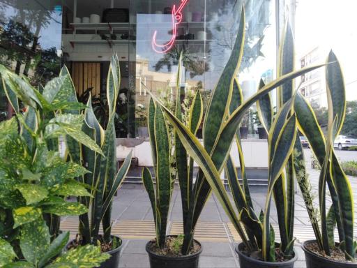 عکس گل آلما