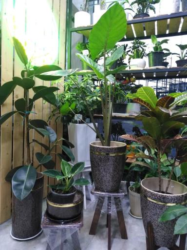 عکس گل آلما