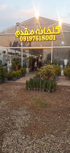 عکس نهالستان و گل و گیاه مقدم