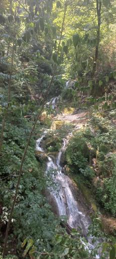 عکس جنگل کبودوال