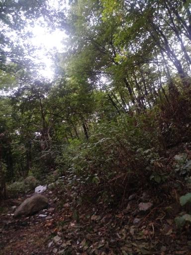 عکس جنگل کبودوال